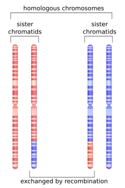 Depiction of chromosome 1 after undergoing homologous recombination in meiosis