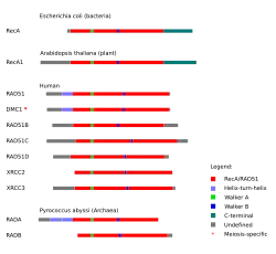 Graphic showing proteins from each domain of life. Each protein is shown horizontally, with homologous domains on each protein indicated by color.