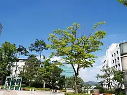 دانشگاه هانیانگ