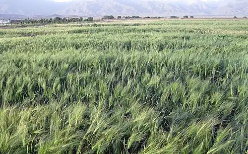 مزارع جو و گندم روستای حاجی‌آباد زبرخان