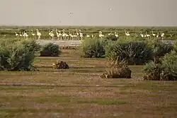 نگاره
