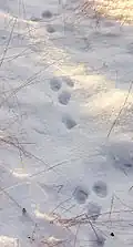 رد پای خرگوش در برف