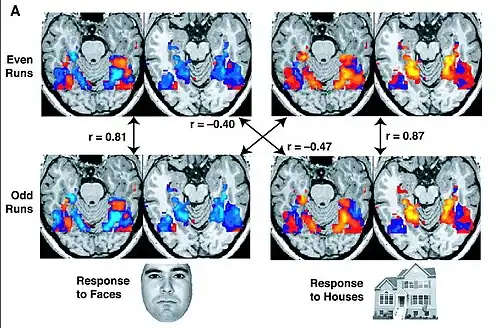 fMRI images from a study showing parts of the brain lighting up on seeing houses and other parts on seeing faces