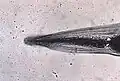ریزنگار راسی از سر کرمک.