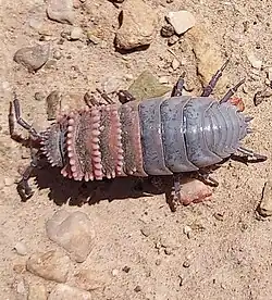 A Shirasi woodlouse on parched desert soil.
