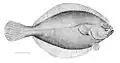 صاف‌ماهی آمریکایی،  Hippoglossoides platessoides