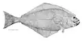 لوزی‌ماهی اطلس،  Hippoglossus hippoglossus