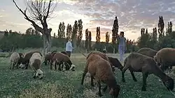 مردم هریس درحال دام پروری