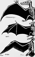 سازگاری‌های مشابه پرواز در مهره‌داران: pterosaur (Pterosauria)bat (Chiroptera)bird (Aves)