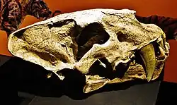 Homotherium crenatidens