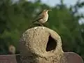 هورنرو حنایی، پرنده ملی آرژانتین