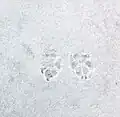 رد پای سگ در برف