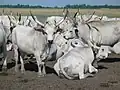گاو خاکستری از نژاد باستانی
