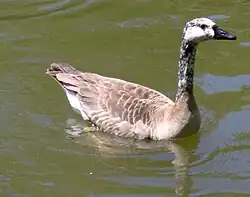 یک دورگه بین سرده‌ای بین غاز کانادایی ( Branta canadensis ) و غاز خانگی ( Anser anser domesticus )