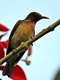 نر A. m. heliocalus