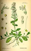 Common Bugle from Thomé, Flora von Deutschland, Österreich und der Schweiz, 1885