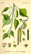 Illustration der Hänge-Birke (Betula pendula). A Zweig mit männlichen Blütenkätzchen, 7 geflügelte Nussfrucht