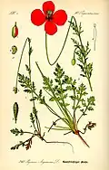 Long Pricklyhead Poppy (Papaver argemone)