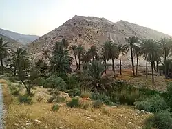 نخلستان ایلود