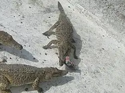 مزرعه تمساح در زاپاتا
