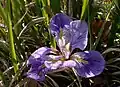 زنبقی با نام علمی Iris unguicularis.