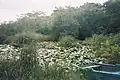 منطقه تمساح‌ها