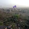 خیارک خودرو در مشهد