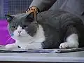 نر بالغ دو رنگ آبی