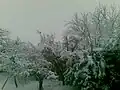 روزی برفی