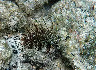 سنگ‌شکن نوجوان، Novaculichthys taeniourus، از جلبک‌ها تقلید می‌کند