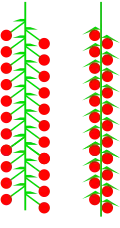 شاتون (racemose or spicate)