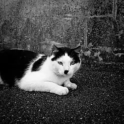 A cat that somewhat resembles Hitler