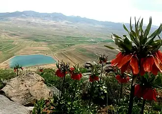چشمه شاهی روستای کرد علیا