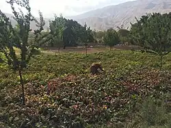 کشتزارهای قریه بنق، ولسوالی کهمرد