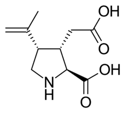 Stereo, skeletal formula of kainic acid ((2S,3S,4S)-3-methyl,-4-prop-1-en-2-yl,-2-carboxylic acid)