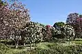 درختان کاملیای پارک در ماه دسامبر یا آذر