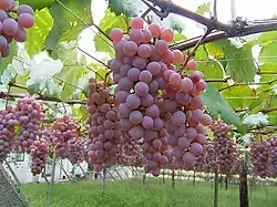 Katsunuma vinyard