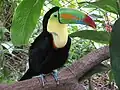 توکان سینه‌گوگردیRamphastos sulfuratus