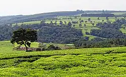 A tea plantation near Kericho in the Kenyan highlands.