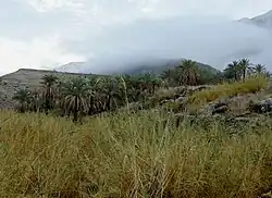 نخلستان خفرویه