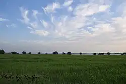 گندم‌زار های روستای خیارزار