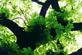 شاه‌بلوط tree