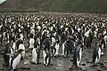 کلنی متشکل از ۲۰۰۰۰۰ شاه‌پنگوئن در جورجیای جنوبی