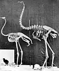 مقایسه کیوی، شترمرغ و غولشترمرغها، هر یک با تخمهایشان