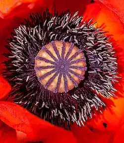 Papaver rhoeas