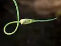 جوانهٔ سیر
