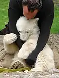 کنوت در حال بازی با متصدی نگهدارش، مه ۲۰۰۷