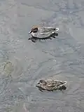 پرنده نر (بالا) و ماده (پایین)