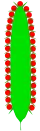 اسپات یا قاشقی