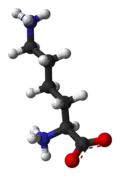 Ball-and-stick model of lysine at physiological pH (zwitterionic form)